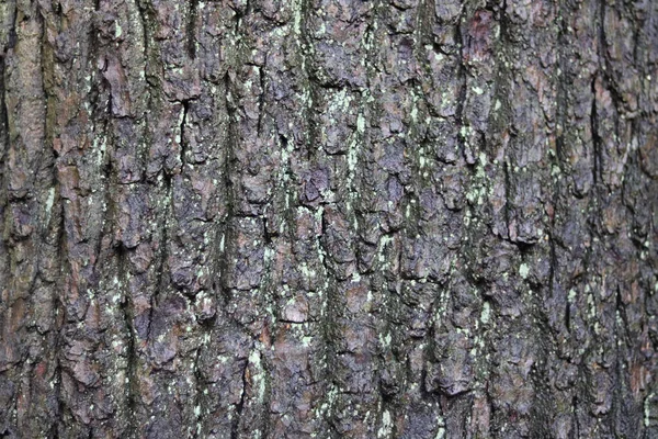 Damp tree trunk bark background with green lichen or moss growth — Stock Photo, Image