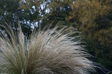 Arka planda sonbahar yeşillikleriyle rüzgarda esen süs otları.