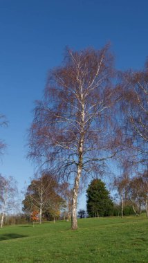 Gümüş huş ağaçları eğimli zeminde koyu mavi gökyüzü arkaplanıyla