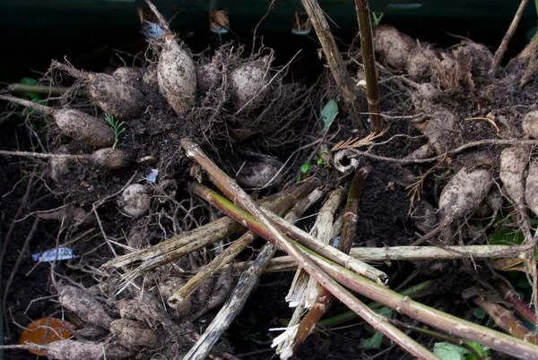 Bakgrund till urval av rhizomer som tagits bort från marken för vinterförvaring — Stockfoto