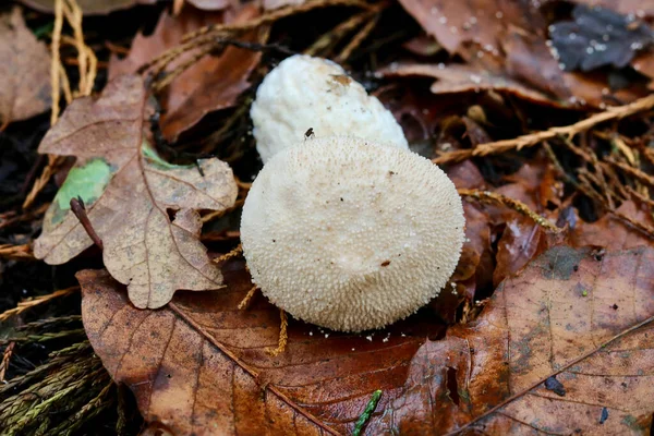 Imagem de cogumelo puffball branco contra fundo de folhagem de outono marrom úmido — Fotografia de Stock
