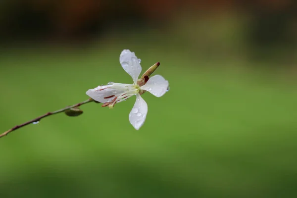 Única flor branca contra fundo verde embaçado macio com copyspace — Fotografia de Stock