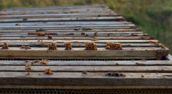 Obraz pszczelarski pokazujący drewniane wkłady plastra miodu na obszarach wiejskich — Zdjęcie stockowe