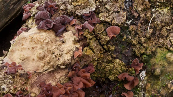 Κοντινό πλάνο του μύκητα αυτί ξύλο σε παλιά σάπια κορμό δέντρο — Φωτογραφία Αρχείου