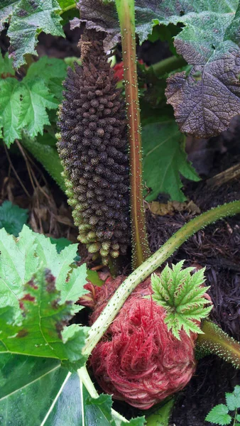 Portret gunnera manicata przedstawiający szczegóły liści i pąków — Zdjęcie stockowe