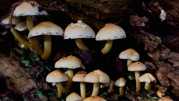 从深褐色树干发芽的一群野蘑菇 — 图库照片