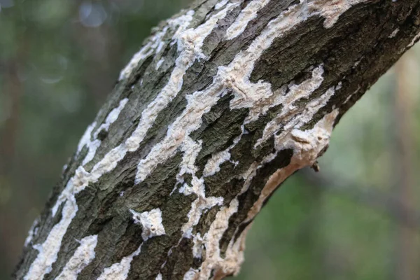 Lodo de molde branco no tronco da árvore velha com espaço de cópia — Fotografia de Stock