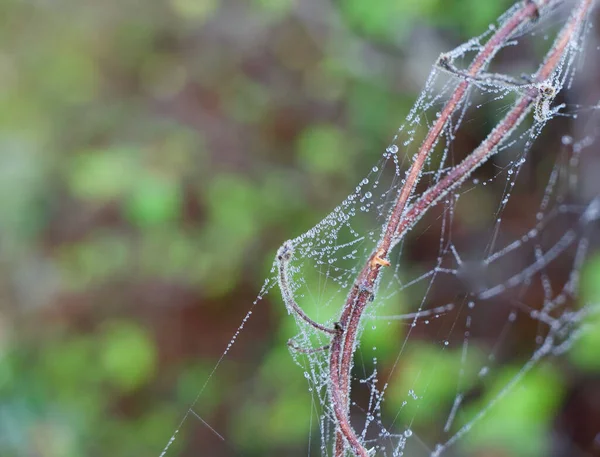Daggad spindelväv eller spindelväv på kvistar med mjuk grön bakgrund — Stockfoto