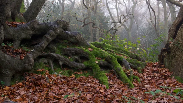 Affascinanti muschio coperto radici degli alberi esposti contro marrone autunno o autunno fogliame — Foto Stock