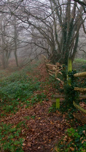 Portrait image of woods on misty winters day with brown foliage on ground — Stock Photo, Image