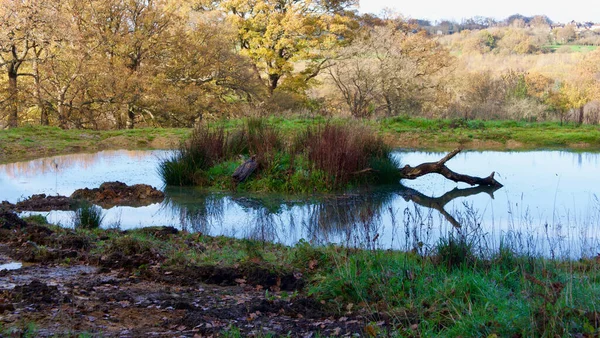 Herfst tot winter tafereel met vijver op de voorgrond met vertakking weerspiegeld in water — Stockfoto