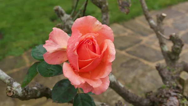 Pojedyncza delikatna róża w niezwykłym odcieniu morelowego różu pokazująca stary wzrost drewna — Zdjęcie stockowe
