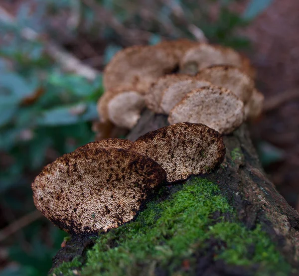 Close up de fungos inonotus crescendo em casca de árvore musgosa — Fotografia de Stock