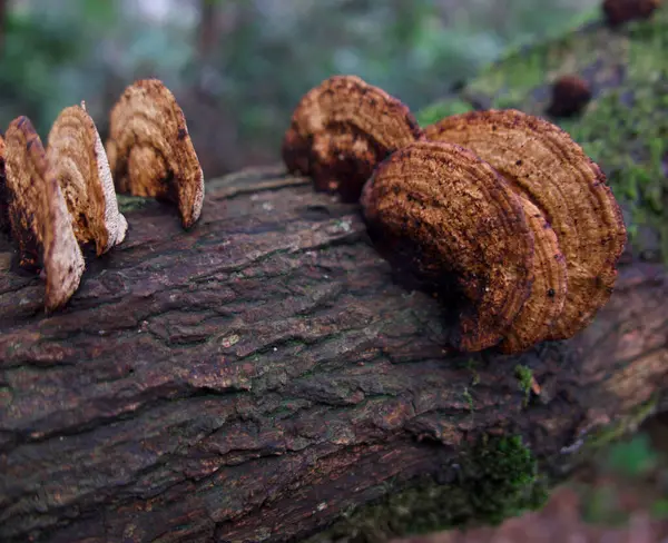 Cogumelos da árvore marrom crescendo em tronco musgoso com espaço para cópia — Fotografia de Stock