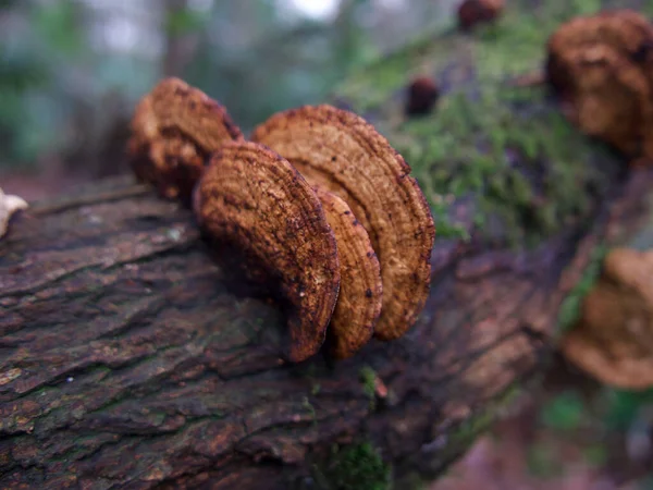 Close up de cogumelo de árvore de inonotus marrom em tronco de madeira — Fotografia de Stock