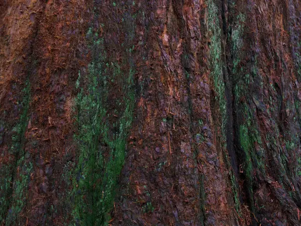 Damp mossy red wood tree trunk in winter full frame background — Stock Photo, Image