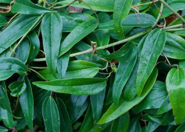 Kışın yemyeşil klematis armandii 'nin tam çerçeve arkaplanı yemyeşil yapraklarla kaplıdır.