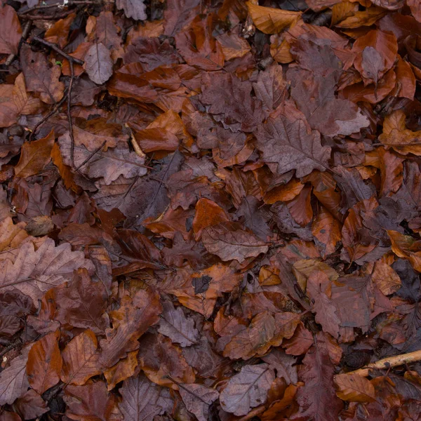 Herfst gevallen blad achtergrond vol frame met bruin oranje bladeren — Stockfoto