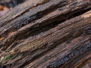 Tam kare buruşuk kahverengi nemli ağaç kabuğu kışın çatlamış.