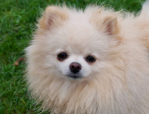 Close up de adorável mel colorido cão pomerano contra fundo grama — Fotografia de Stock