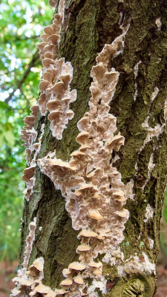 Imagem de retrato de fungo de árvore ou cogumelo em tronco roído verde — Fotografia de Stock
