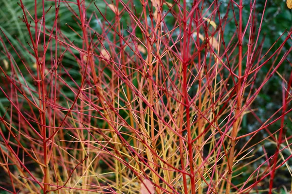 Kışın yapraksız kırmızı ve turuncu saplı mimar korpus çalılığı