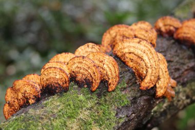 İnonotus ağaç mantarları, yosunlu gövdede çoğalıyorlar.