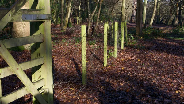 Bosque inglés con postes de valla verde y puerta verde del bosque — Foto de Stock