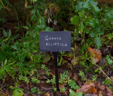 Garrya için el yazması bahçe tabelası sonbahar yaprakları ayarı 