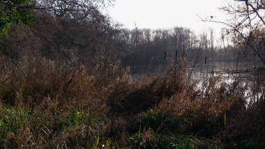 Gölün önünde boğa güreşi gösteren kasvetli İngiliz kış sahnesi
