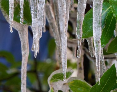 Ağaçtan sarkan yapraklar ve dallarla sarkık sarkıtlar.