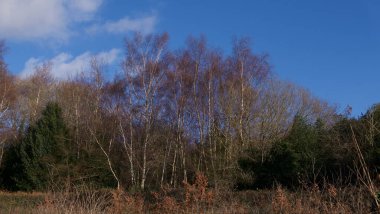 Kışın mavi gökyüzünde yaprakları olmayan gümüş huş ağaçları.