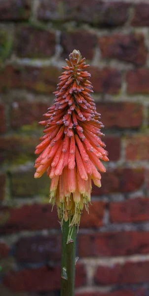 Portrait image of single red hot poker against brick work in winter — Stock Photo, Image