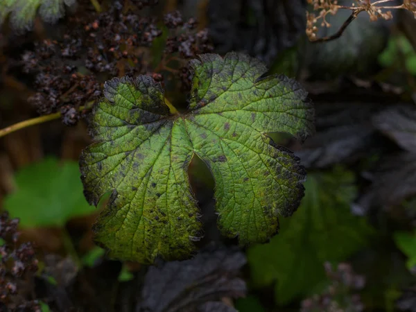 Enkel groen blad met zwarte randen in de tuin in de herfst — Stockfoto