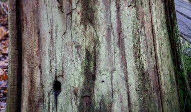 Kışın yıpranmış ağaç gövdesi, kopyalanmış yeşil liken büyümesini gösteriyor.