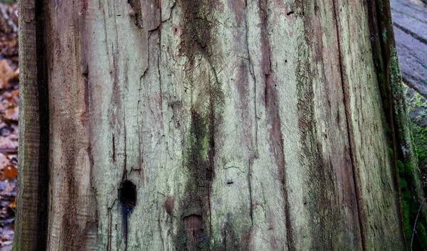 Kışın yıpranmış ağaç gövdesi, kopyalanmış yeşil liken büyümesini gösteriyor.