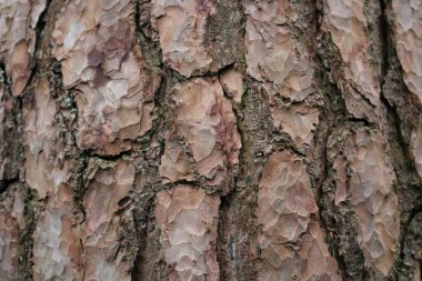 Güzel eğri büğrü ağaç kabuğu arka planı renk ve rahatlama ayrıntılarını gösterir