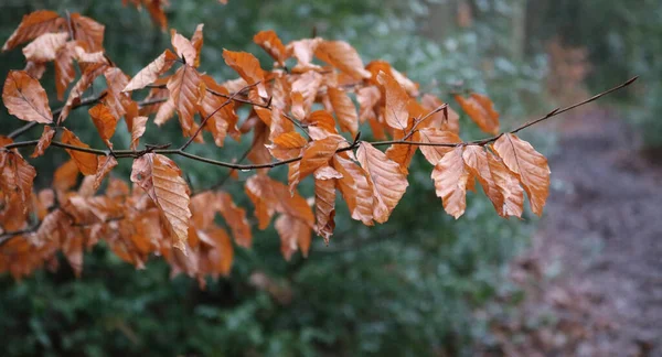 Schöne goldene Buchenblätter im Herbst vor grünem Gartenhintergrund — Stockfoto