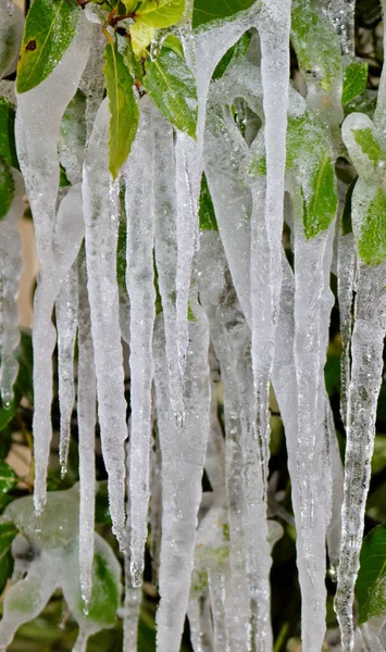 Imagem de retrato de icicles pendurados em folhagem em árvore com copyspace — Fotografia de Stock