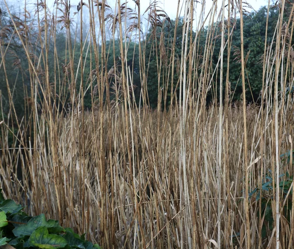 Hintergrund brauner Gräser im Winter mit Platz zum Kopieren — Stockfoto