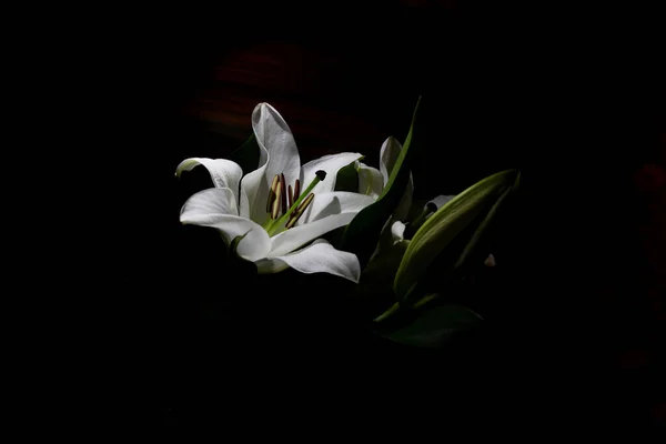 Fotokopi alanı olan beyaz zambakların, plan siyah arkaplanı karşısındaki cenaze resmi