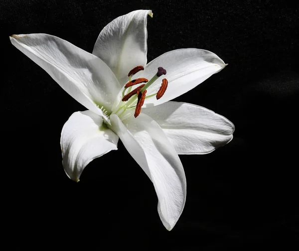 Sade siyah arkaplan karşısında tek zambak çiçeğini kapat