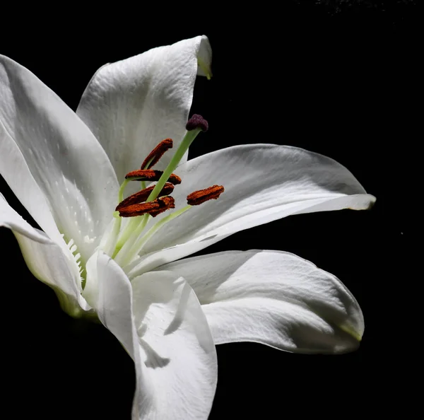 Beautiful white lily with orange stamens against black background with copyspace — Stock Photo, Image