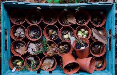 Sonbaharda plastik sandıkta ampullü plastik saksılar.