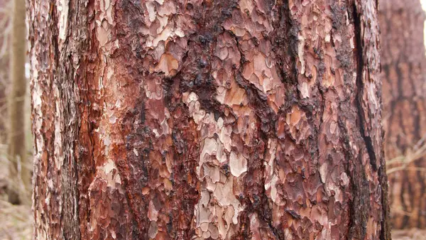 Schöner Hintergrund, der den vielfarbigen Baumstamm eines Nadelbaums im Wald zeigt — Stockfoto