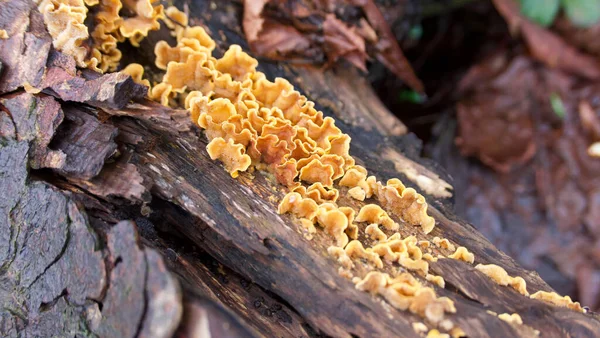 Hongo amarillo dorado en corteza de árbol con hojas de otoño en el fondo —  Fotos de Stock