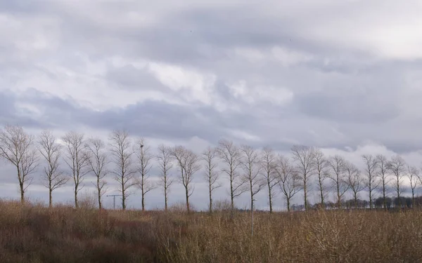 Row of bare trees in english countryside in winter with copy space — Stock Photo, Image