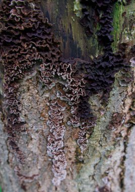 Kışın nemli yeşil gövdede Inonotus ya da ağaç mantarı