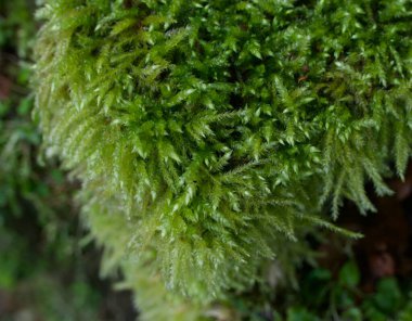 Yeşil yosunların yeşillik detaylarını gösteren tam çerçeve kapat