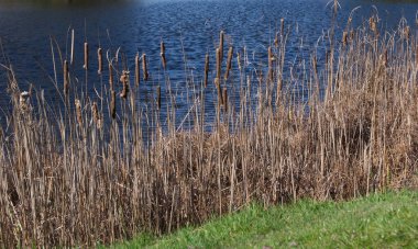 İlkbahar sahnesinde çimler ve boğa gölün ve çimenlerin yanında